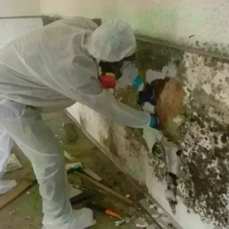 Mold Remediation and Removal in Grenada County, MS